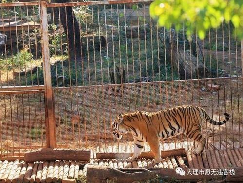 央视爆料昆明动物园视频,动物生活状况引关注 第1张 央视爆料昆明动物园视频,动物生活状况引关注 第1张