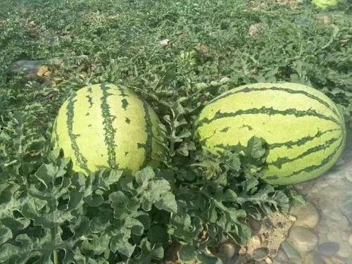 内蒙古拉拉圈网红吃瓜事件  第2张